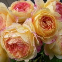 Rožė (Rosa) 'Rosomane Janon'